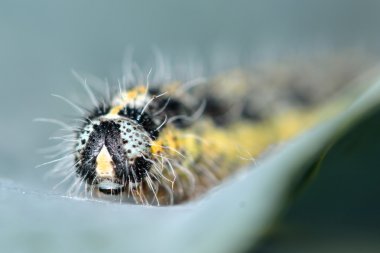 Büyük beyaz kelebek (Pieris brassicae) Caterpillar