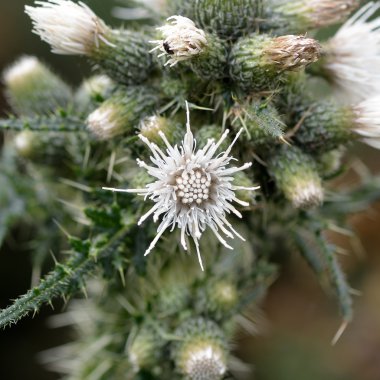 Marsh thistle (Cirsium palustre) beyaz çiçek