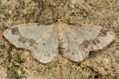 Tiz kahverengi leke (Idaea trigeminata)