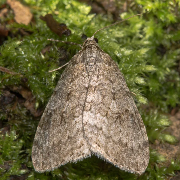 Herfstspanner (Epirrita dilutata) — Stockfoto