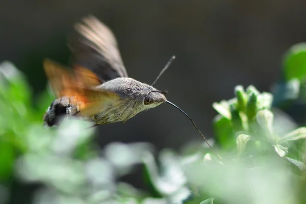 Kolibřík hawk-moth (Dlouhozobka svízelová) nectaring — Stock fotografie