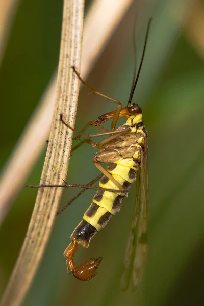 Scorpion fly Wojsiłka pospolita — Zdjęcie stockowe