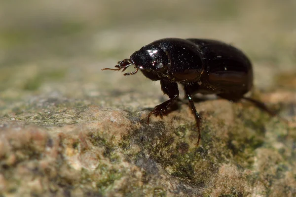 Aphodius granarius dung beetle — Stock Photo, Image