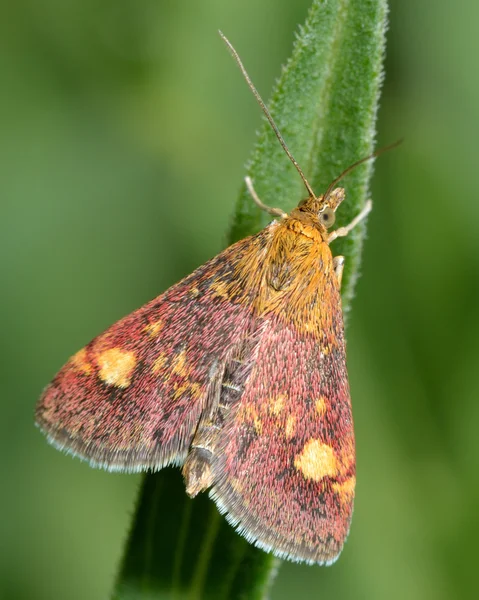 Mint moth (Pyrausta aurata)