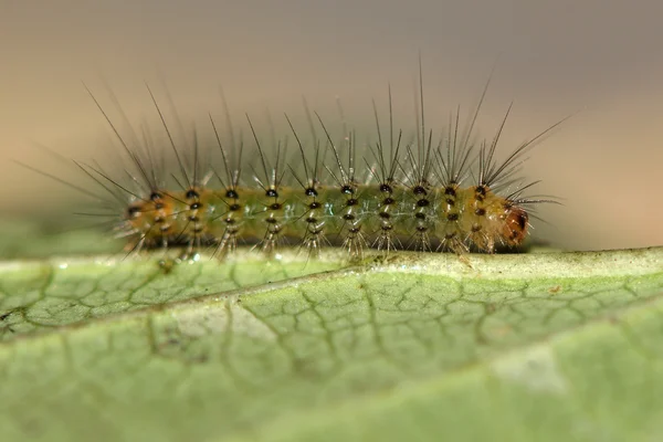 Beyaz Ermin (Spilosoma lubricipeda) erken INSTAR tırtıl — Stok fotoğraf