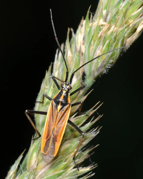 Leptopterna dolabrata mirid bug op gras — Stockfoto