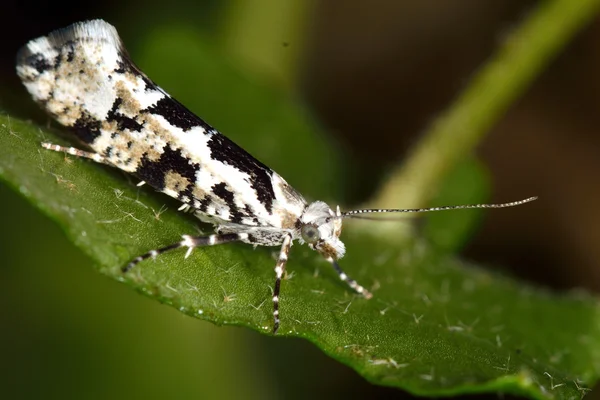 Ypsolopha sequella micro-papillon nocturne — Photo