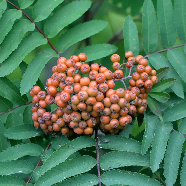 Bayas y hojas de Rowan (Sorbus aucuparia) —  Fotos de Stock