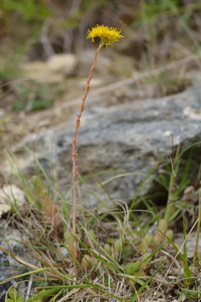 Piedra reflexiva (Sedum rupestre) planta en flor — Foto de Stock
