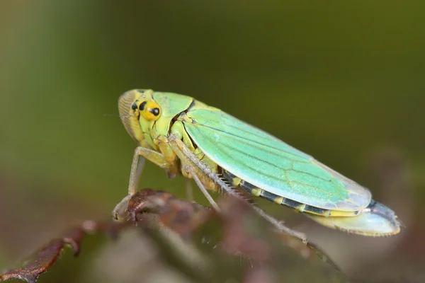 Cicadella viridis cicadelle — Photo