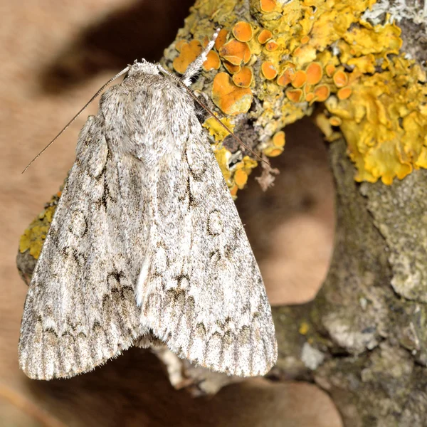 Sycamore moth (Acronicta aceris) — Stockfoto