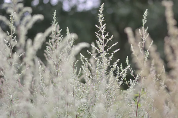 Bylica pospolita (Artemisia vulgaris) w kwiat — Zdjęcie stockowe