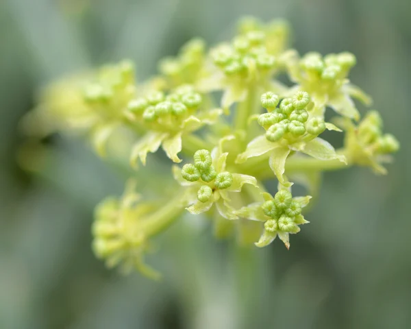 Каменный самфир (Crithmum maritimum) в цвету — стоковое фото