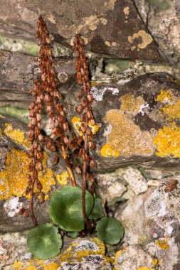 Navelwort (göbeğini rupestris) tohum