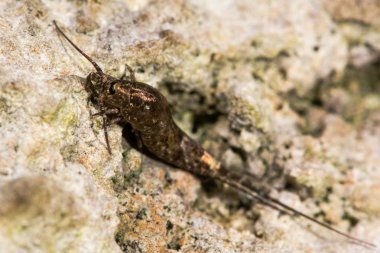 Dilta hibernica bristletail, ilkel bir böcek