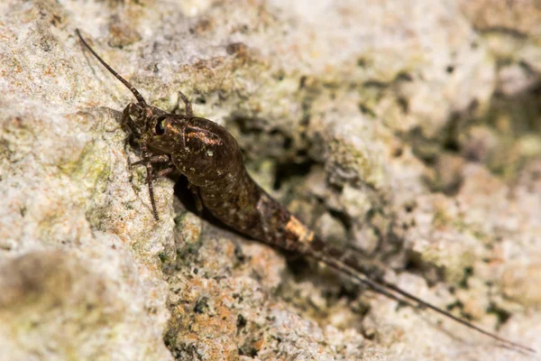 Dilta hibernica bristletail, ilkel bir böcek — Stok fotoğraf