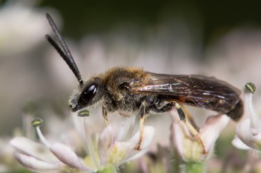 Lasioglossum calceatum yalnız arı çiçek