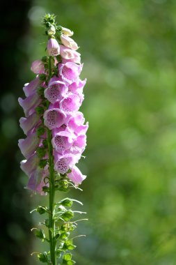 Yüksükotu (Digitalis purpurea)
