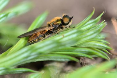 Geniş Centurion Fly (Chloromyia Formosa)