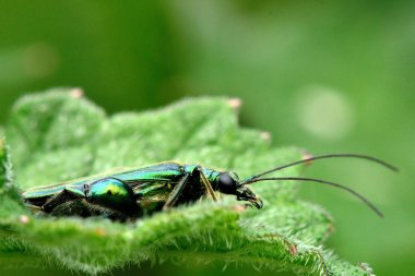 Şişmiş butlu böceği (Oedemera nobilis) profil