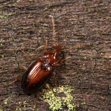 Argyresthia goedartella mikro güveler çiftleşme