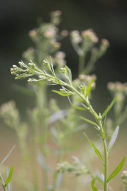 Kanadalı fleabane (Conyza canadensis)