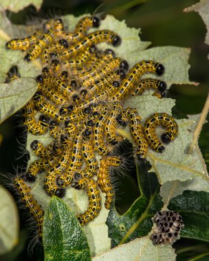 Tutkunu-ipucu güve (Phalera bucephala) orta INSTAR tırtıllar