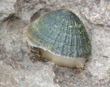 Ortak vantuzlu (Patella vulgata) maruz ayak kıyısında