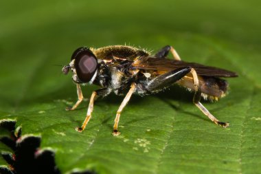 Xylota segnis hoverfly