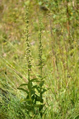 Yapraklı helleborine (Epipactis helleborine) bitki çiçek