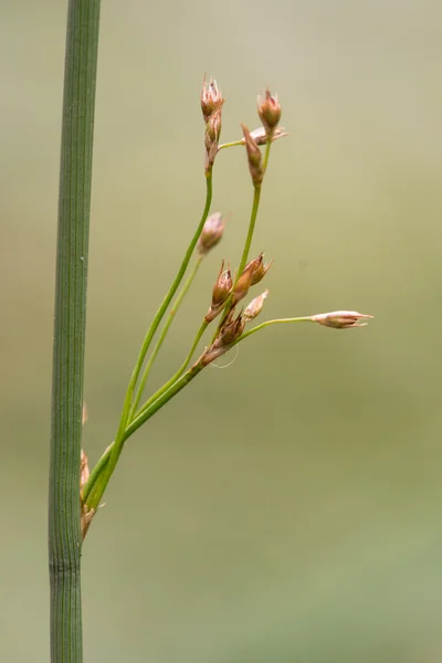 Жесткая лихорадка (Juncus inflexus) в семени — стоковое фото