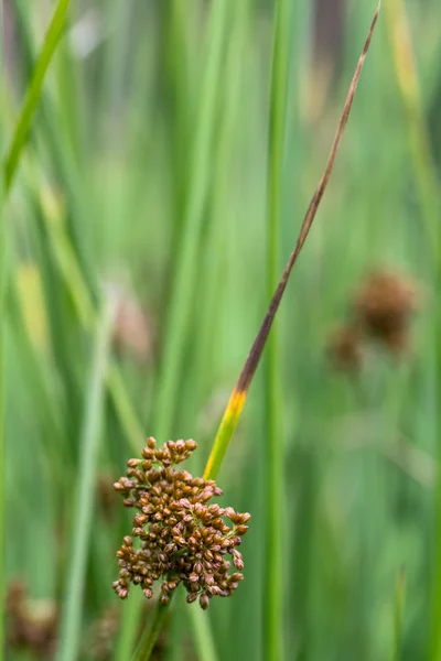 Soft rush (juncus effusus) in der Blüte — Stockfoto