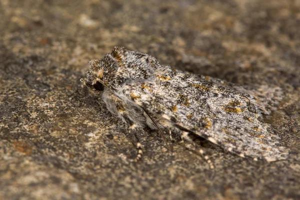 Polilla ranúnculo grande (Polymixis flavicincta ) — Foto de Stock