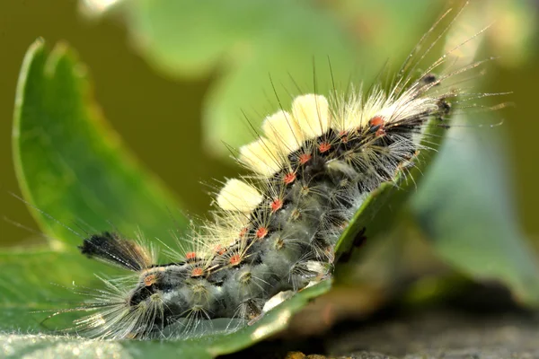 Vapourer (ヒメシロモンドクガ antiqua) の蛾の毛虫 — ストック写真