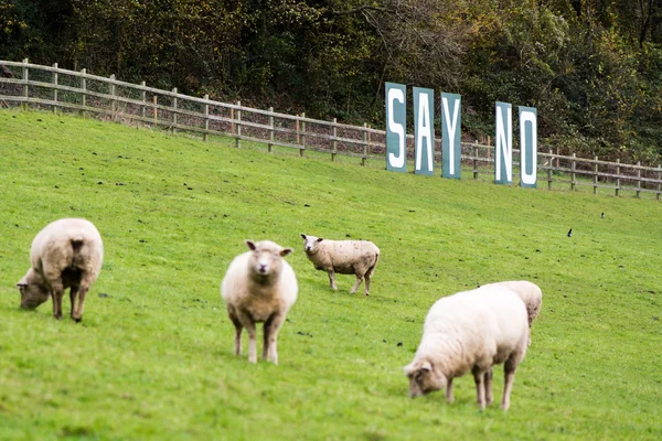 Decir No hay señal con ovejas —  Fotos de Stock