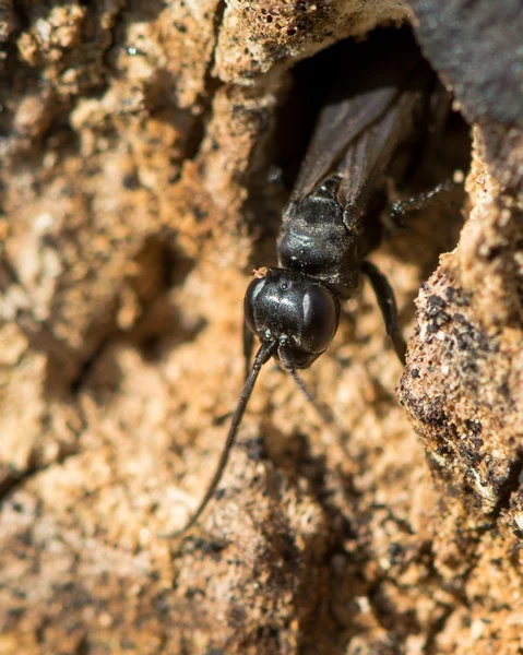 Anoplius nigerrimus spider-jacht wasp opkomende uit gat — Stockfoto