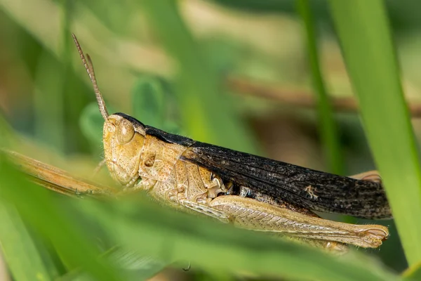 Sauterelle de bruyère (Chorthippus vagans) aux ailes foncées — Photo