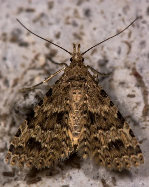 Twintig-pluim nachtvlinder (Alucita hexadactyla) — Stockfoto