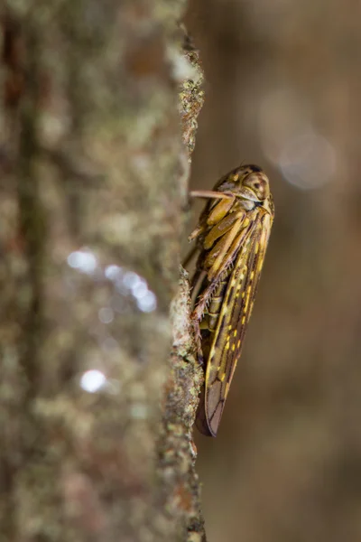 Tolva volante Idiocerus herrichi —  Fotos de Stock