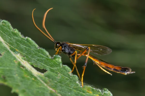 Habrocampulum biguttatum parasitaire wesp — Stockfoto