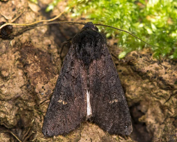 Black rustic (Aporophyla nigra) moth from above — Stock Photo, Image