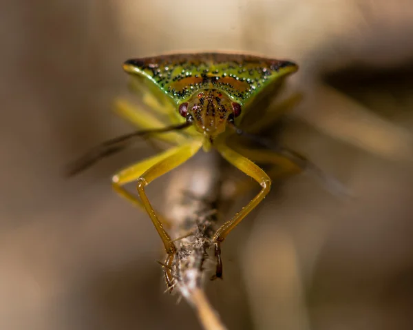 Боярышник обыкновенный (Acanthosoma habrhoidale) — стоковое фото