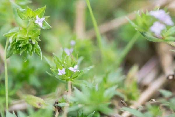 Polní bláznivější (šerardia arvensis) — Stock fotografie