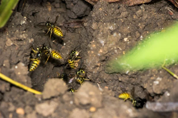 Wejście do wspólnego gniazda osy (Vespula vulgaris) — Zdjęcie stockowe