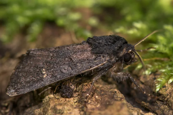 黒の素朴な (黒 Aporophyla) 蛾のプロフィール — ストック写真