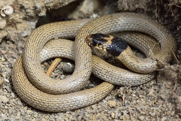 Serpent nain à collier (Eirenis collaris) enroulé au repos — Photo
