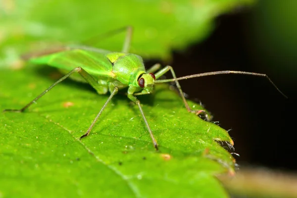 Calocoris alpestris Mirid bug — Φωτογραφία Αρχείου