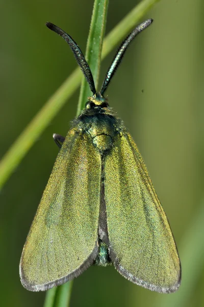 Cistus forester (Adscita Gerião) — Fotografia de Stock