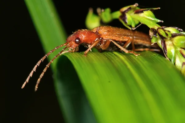 Denticollis linearis beetle — Stock Photo, Image