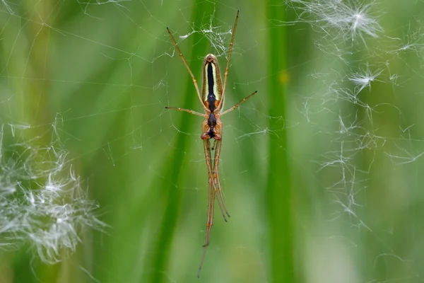 Spider Tetragnatha extensa en la web, mostrando la parte inferior — Foto de Stock